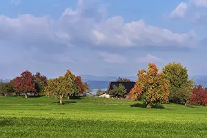 Central Europe Farming Prints: Discoloured pear trees (Pyrus)