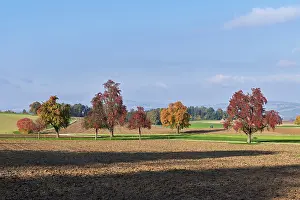 Deserted Agriculture Scene Prints: Discoloured pear trees (Pyrus)