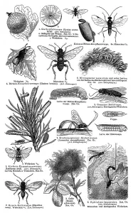 Historical Wildlife Illustrations Prints: Display chart, Hymenoptera I, illustration