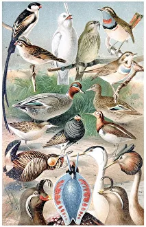 Natural Habitat Illustrations Prints: Display chart, Nuptial Plumage I