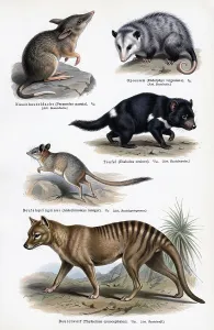 Prints of Display Panel Marsupials, Opossums (Didelphis), Marsupial rat, Marsupial devil (Sarcophilus harrisii), also Tasmanian devil, Marsupial wolf (Thylacinus cynocephalus), also Tasmanian wolf Thylacinidae Prints: Marsupials Print - Australian Fauna