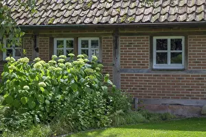 Munsterland Landscape Photography Prints: District educational garden, Hydrangea Annabelle