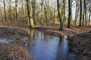 Ruhr Area Landscape Prints: Ditch with water and ice layer in the forest