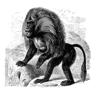 Rare Primate Species Prints: Djelada or gelada baboon (Theropithecus gelada)