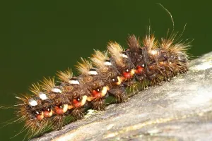 Butterfly Caterpillar Prints: Dock bark owl