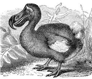 Historical Print of the Dodo