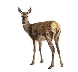 Prints of Doe standing and looking back on a clear background, ready for compositing White-tailed Deer Prints: Doe Standing and Looking Back Print