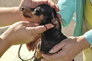 Young Mammals Prints: At the dog show
