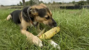 German Countryside Animals Prints: A dog is lying in the grass and working with a corn corn cob