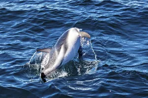 Blue Dolphin Prints: A dolphin dynamically jumps out of the water and creates splashes