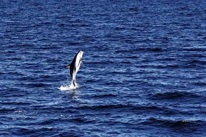 Marine Mammal Prints: A dolphin leaps dynamically out of the blue sea