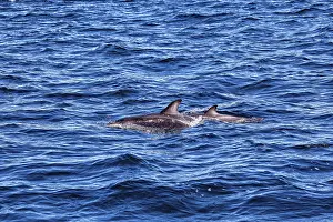Marine Mammal Argentina Prints: Two dolphins swimming side by side at the surface