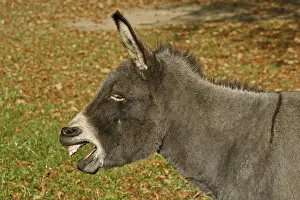 Farm Animal Portraits Prints: Donkey