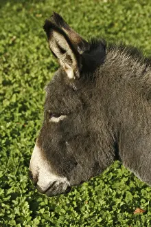 Animal Husbandry Images Prints: Donkey