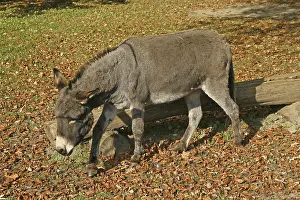 Productive Livestock Farming Prints: Donkey