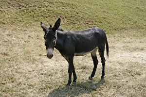 Livestock Breedings Prints: Donkey