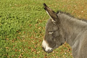 Domestic Ass Prints: Donkey