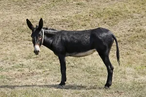 Domestic Donkey Prints: Donkey