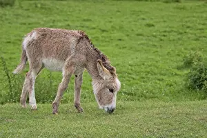 Forest Glade Animals Prints: Donkey in a clearing
