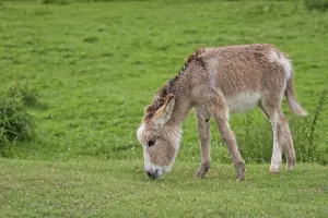 Prints of Donkey in a clearing in the wild Wild Donkey Prints: Wild Donkey in a Clearing Print
