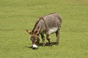 Animal Husbandry Practices Prints: Donkey Donkey