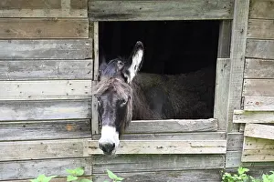 Framed Print : Donkey at a Window Print