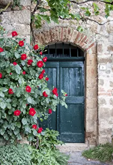 Rose Blossom Detail Prints: Front door in Monticchiello