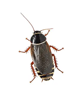 Wildlife Photography Studio Setup Prints: Dorsal view of a Simandoa cave roach
