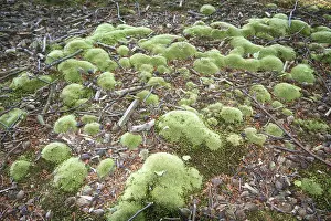 Green Vegetation Prints: Dosh moss