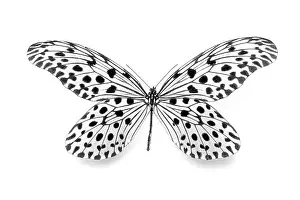 Close Up Insect Photography Prints: Dots - dotted - dot