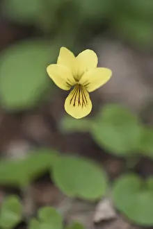 Deserted Landscapes With Flowers Prints: Double-flowered violet (Viola biflora)
