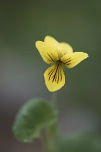 Open Air Plant Photography Prints: Double-flowered violet (Viola biflora)