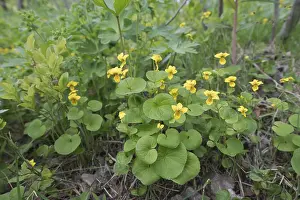 Nordic Flowering Plants Prints: Double-flowered violet (Viola biflora)