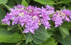 Central European Flowers Prints: Double plate hydrangea (Hydrangea macrophylla You & Me Romance)