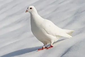 Prints of Dove in winter Snow Pigeon Prints: Dove in Winter Print