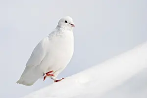 Prints of Dove in winter Pigeon Prints: Dove in Winter Print