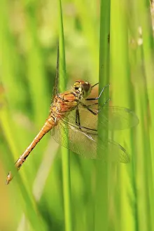 Deserted Natural Environment Images Prints: Dragonfly perched on a stem of grass