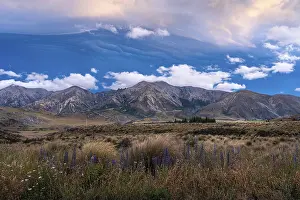 Evening Light In The Mountains Prints: Dramatic cloudscape, mountain landscape and tussock grass