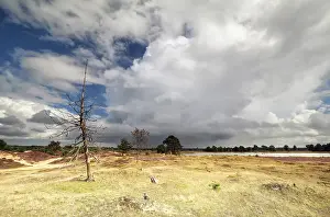 Dramatic Cloudy Sky Prints: Dramatic cloudy sky and dry tree during sunny day