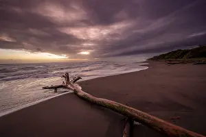 Sandy Ocean Beach Scene Prints: Dramatic cloudy sky at sunset, tree trunk on the beach