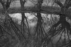 Deciduous Tree Reflection Prints: Dramatic, ghostly, willows (Salix)