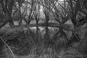 Deciduous Tree Reflection Prints: Dramatic, ghostly, willows (Salix)