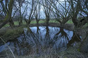 Deciduous Tree Reflection Prints: Dramatic, ghostly, willows (Salix)