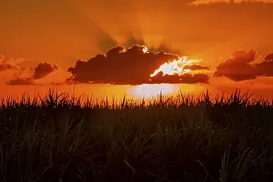 African Evening Atmosphere Prints: Dramatic sunset behind clouds, Chebel