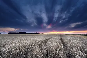 Dutch Rural Scenery Prints: Dramatic sunset over wheat field in summer