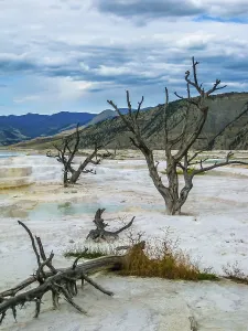 Yellowstone National Park Prints: Dramatic view of dead trees