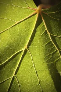 Wine Growing Region Images Prints: Dramatically lit grape leaf details on the vineyard