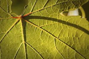 Wine Growing Region Photos Prints: Dramatically lit grape leaf details on the vineyard