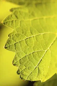 Wine Growing Region Images Prints: Dramatically lit grape leaf details on the vineyard