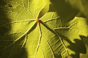 Close Up Vineyard Scene Prints: Dramatically lit grape leaf details on the vineyard
